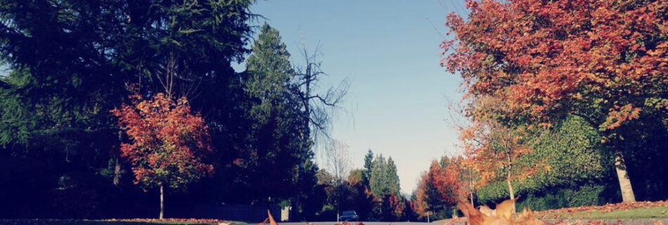 Colourful fall leaves on the street and trees lining a residential street