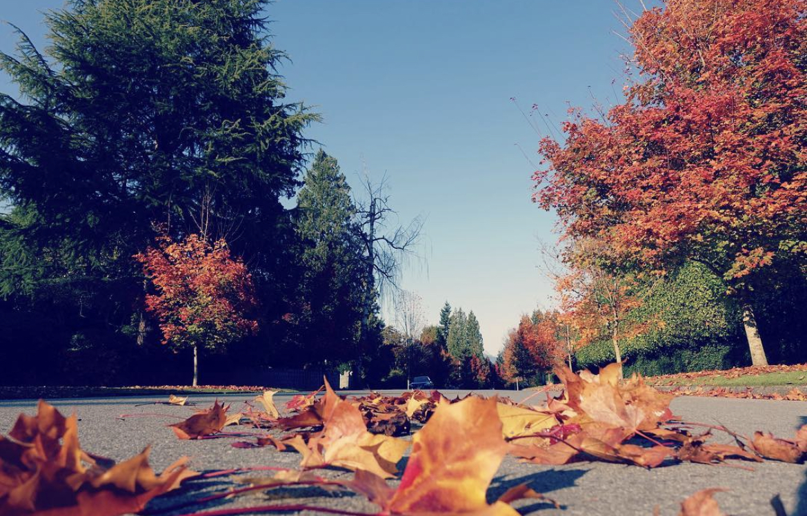 Colourful fall leaves on the street and trees lining a residential street